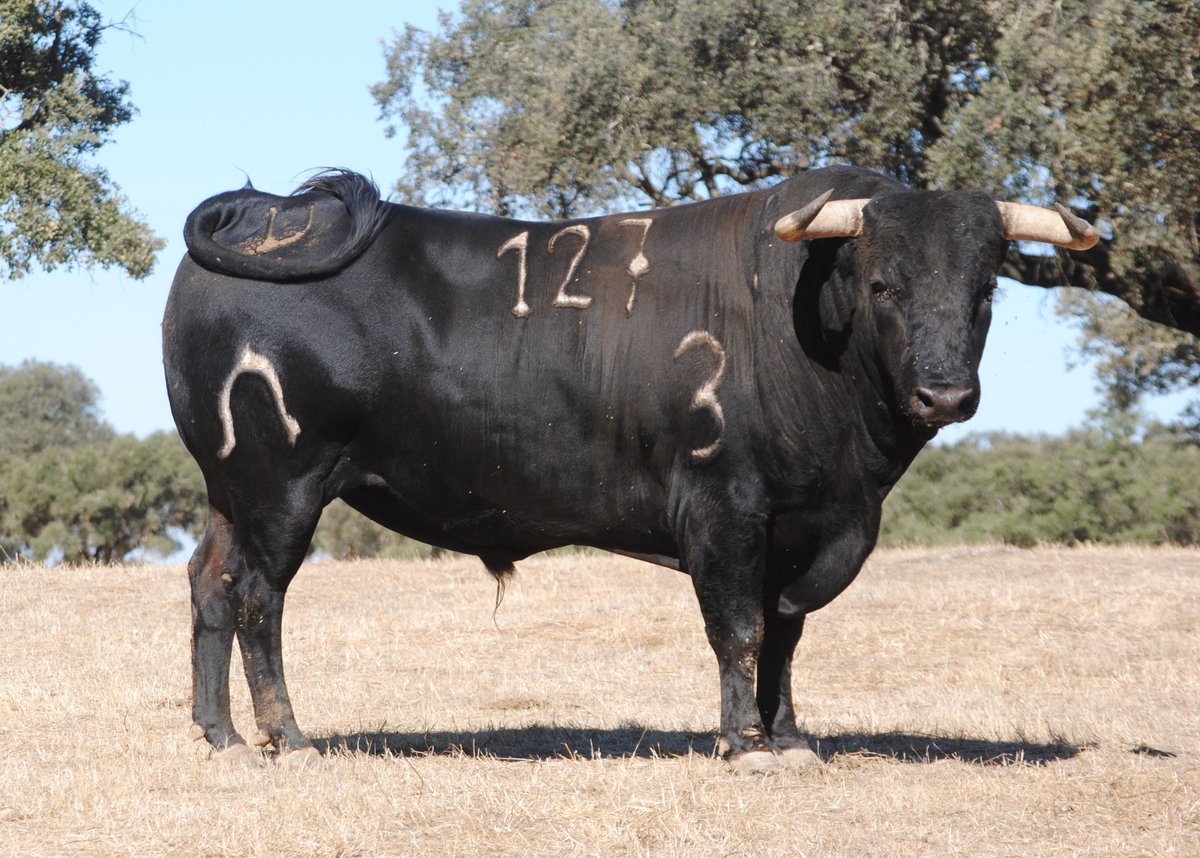 Toros de Murteira Grave para Úbeda. Sábado, 30 de septiembre de 2017
