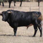 Toros de Murteira Grave para Úbeda. Sábado, 30 de septiembre de 2017