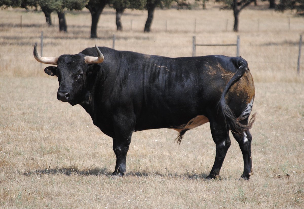 Toros de Murteira Grave para Úbeda. Sábado, 30 de septiembre de 2017