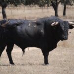 Toros de Murteira Grave para Úbeda. Sábado, 30 de septiembre de 2017