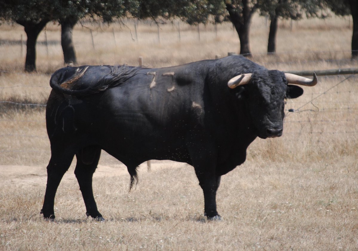 Toros de Murteira Grave para Úbeda. Sábado, 30 de septiembre de 2017