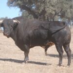 Toros de Murteira Grave para Úbeda. Sábado, 30 de septiembre de 2017