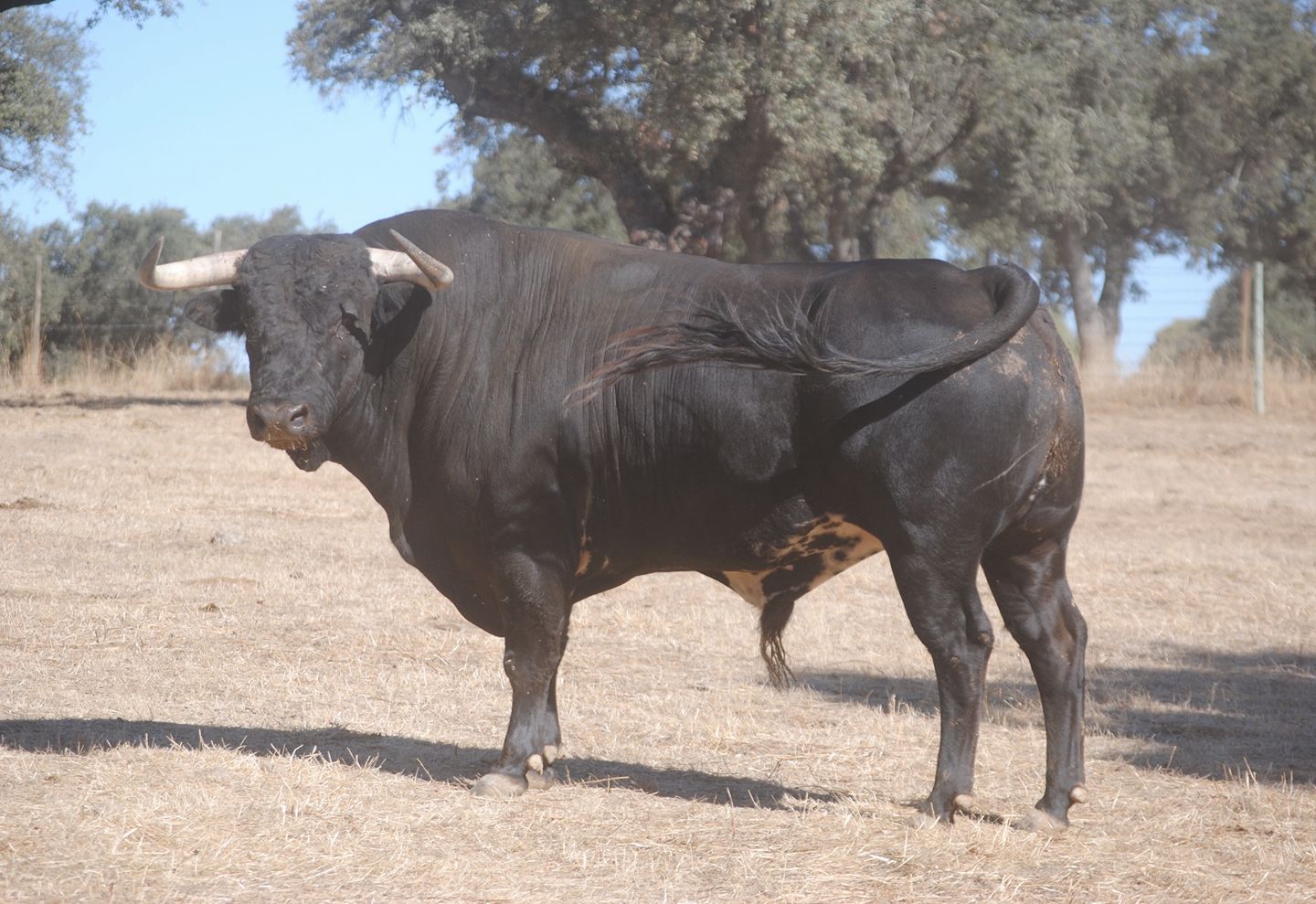 Toros de Murteira Grave para Úbeda. Sábado, 30 de septiembre de 2017