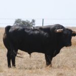 Toros de Murteira Grave para Úbeda. Sábado, 30 de septiembre de 2017