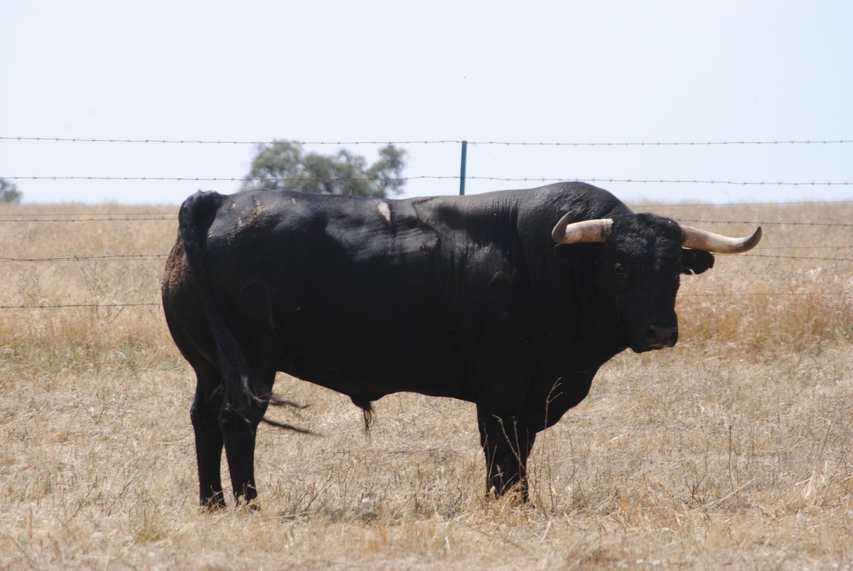 Toros de Murteira Grave para Úbeda. Sábado, 30 de septiembre de 2017