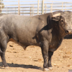 Milenario Nº 7 • G 2013