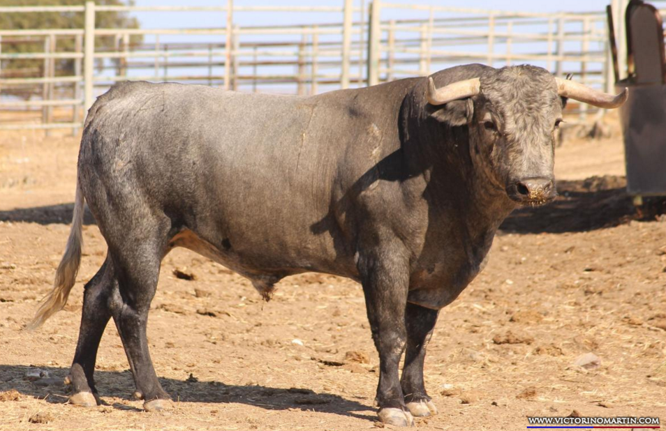 Milenario Nº 7 • G 2013