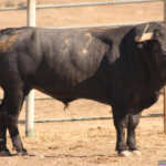 Jarretero Nº 32 • G 2013