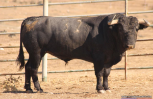 Jarretero Nº 32 • G 2013