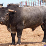 Petrolero Nº 17 • G 2013