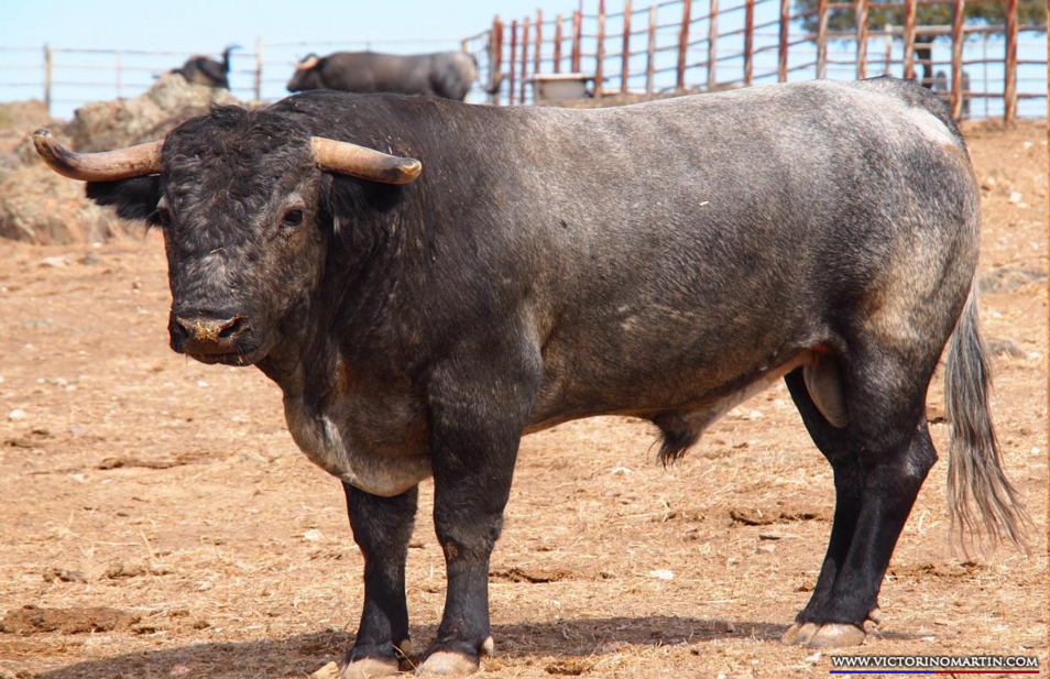 Petrolero Nº 17 • G 2013