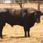 Palmero Nº 81 • G 2013