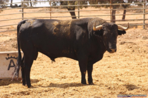 Palmero Nº 81 • G 2013