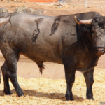 Matalunas Nº 80 • G 2013