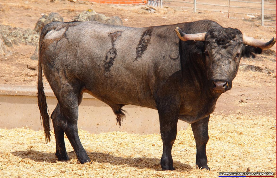 Matalunas Nº 80 • G 2013