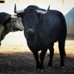 Salamanca, viernes 15 de septiembre de 2017. Toros de Montalvo para Enrique Ponce, Miguel Ángel Perera y Ginés Marín.