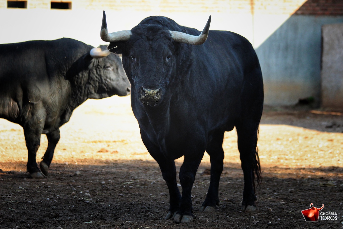 Salamanca, viernes 15 de septiembre de 2017. Toros de Montalvo para Enrique Ponce, Miguel Ángel Perera y Ginés Marín.