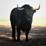 Salamanca, viernes 15 de septiembre de 2017. Toros de Montalvo para Enrique Ponce, Miguel Ángel Perera y Ginés Marín.