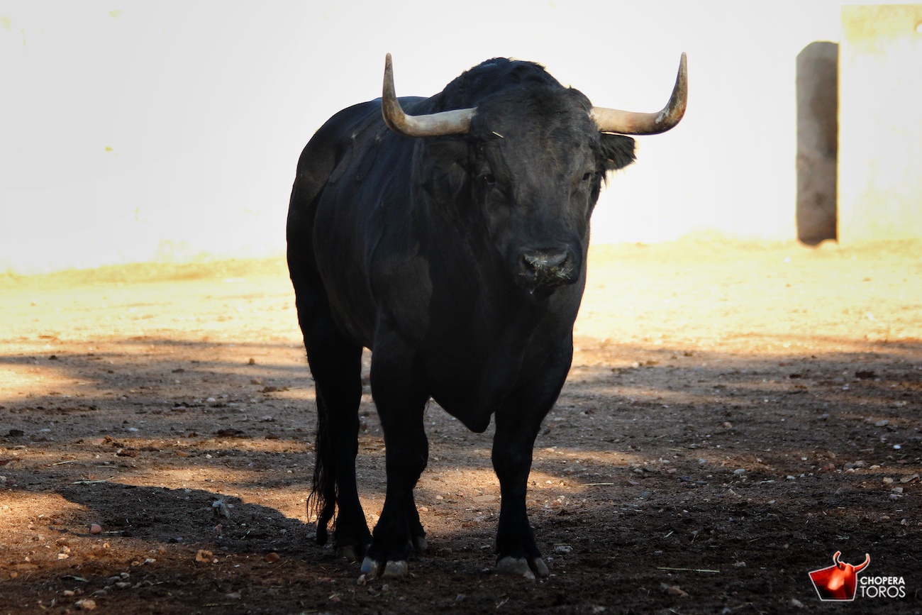 Salamanca, viernes 15 de septiembre de 2017. Toros de Montalvo para Enrique Ponce, Miguel Ángel Perera y Ginés Marín.