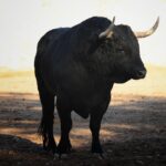 Salamanca, viernes 15 de septiembre de 2017. Toros de Montalvo para Enrique Ponce, Miguel Ángel Perera y Ginés Marín.