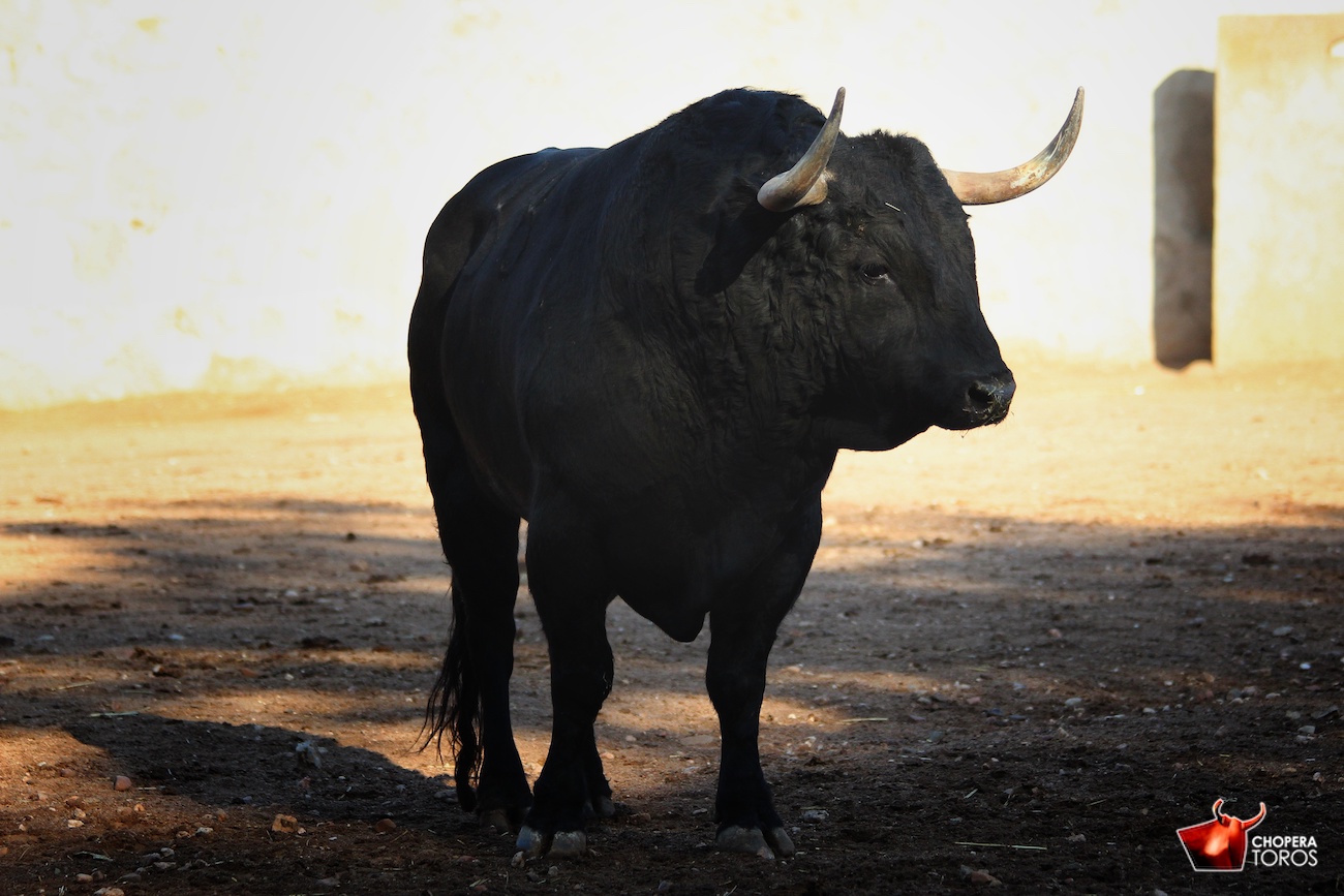 Salamanca, viernes 15 de septiembre de 2017. Toros de Montalvo para Enrique Ponce, Miguel Ángel Perera y Ginés Marín.