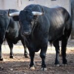Salamanca, viernes 15 de septiembre de 2017. Toros de Montalvo para Enrique Ponce, Miguel Ángel Perera y Ginés Marín.