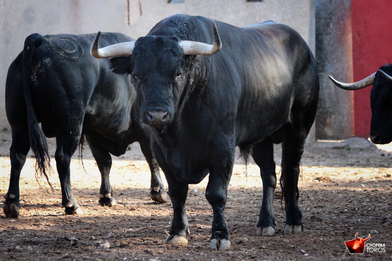 Salamanca, viernes 15 de septiembre de 2017. Toros de Montalvo para Enrique Ponce, Miguel Ángel Perera y Ginés Marín.