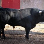 Salamanca, viernes 15 de septiembre de 2017. Toros de Montalvo para Enrique Ponce, Miguel Ángel Perera y Ginés Marín.