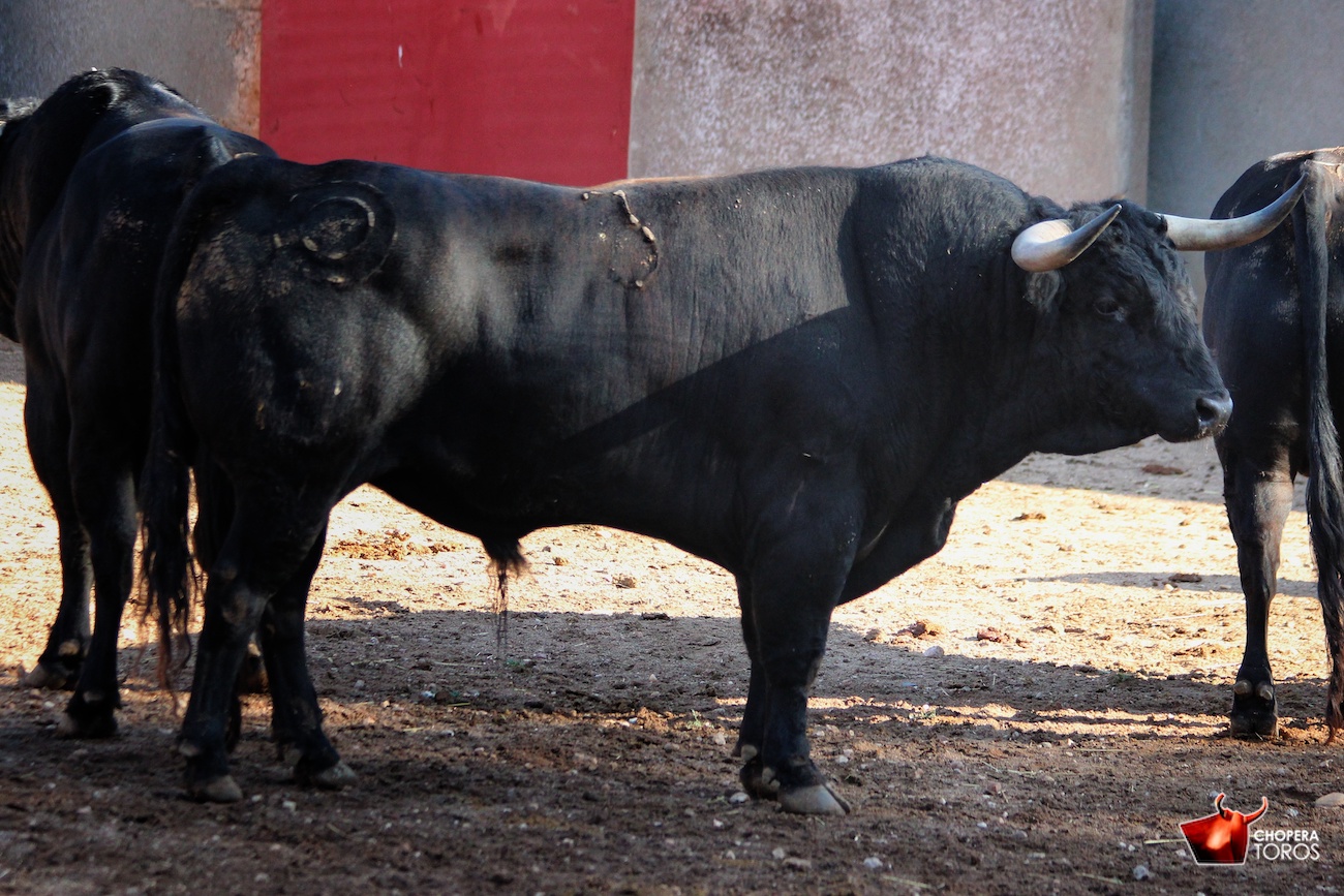 Salamanca, viernes 15 de septiembre de 2017. Toros de Montalvo para Enrique Ponce, Miguel Ángel Perera y Ginés Marín.