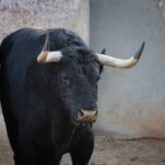 Salamanca, viernes 15 de septiembre de 2017. Toros de Montalvo para Enrique Ponce, Miguel Ángel Perera y Ginés Marín.