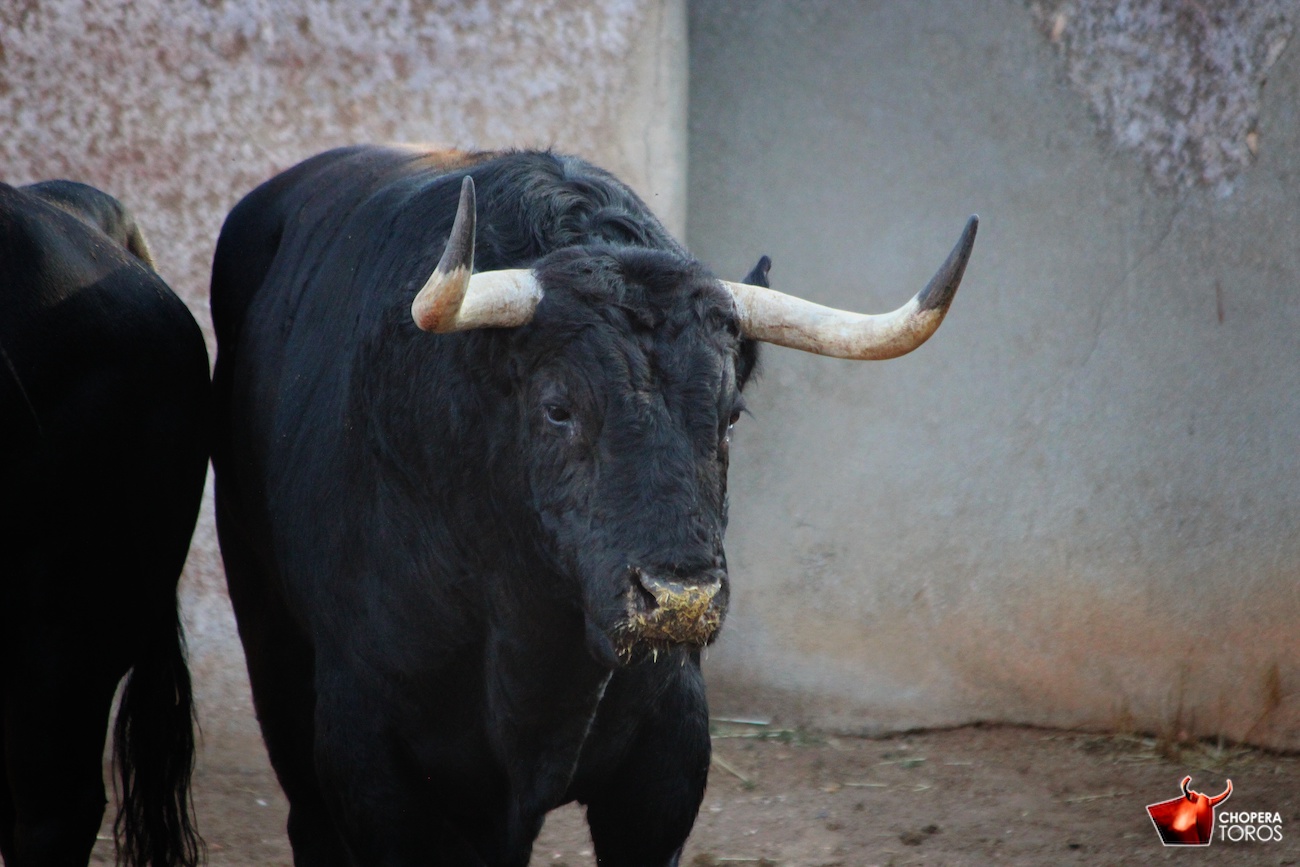 Salamanca, viernes 15 de septiembre de 2017. Toros de Montalvo para Enrique Ponce, Miguel Ángel Perera y Ginés Marín.