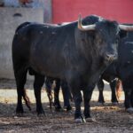 Salamanca, viernes 15 de septiembre de 2017. Toros de Montalvo para Enrique Ponce, Miguel Ángel Perera y Ginés Marín.