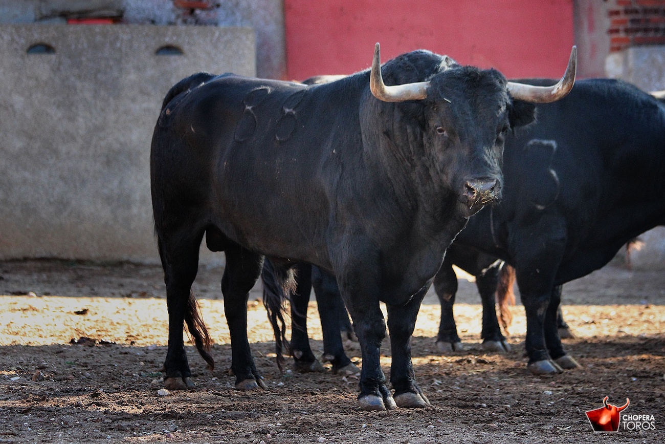 Salamanca, viernes 15 de septiembre de 2017. Toros de Montalvo para Enrique Ponce, Miguel Ángel Perera y Ginés Marín.