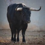 Salamanca, viernes 15 de septiembre de 2017. Toros de Montalvo para Enrique Ponce, Miguel Ángel Perera y Ginés Marín.