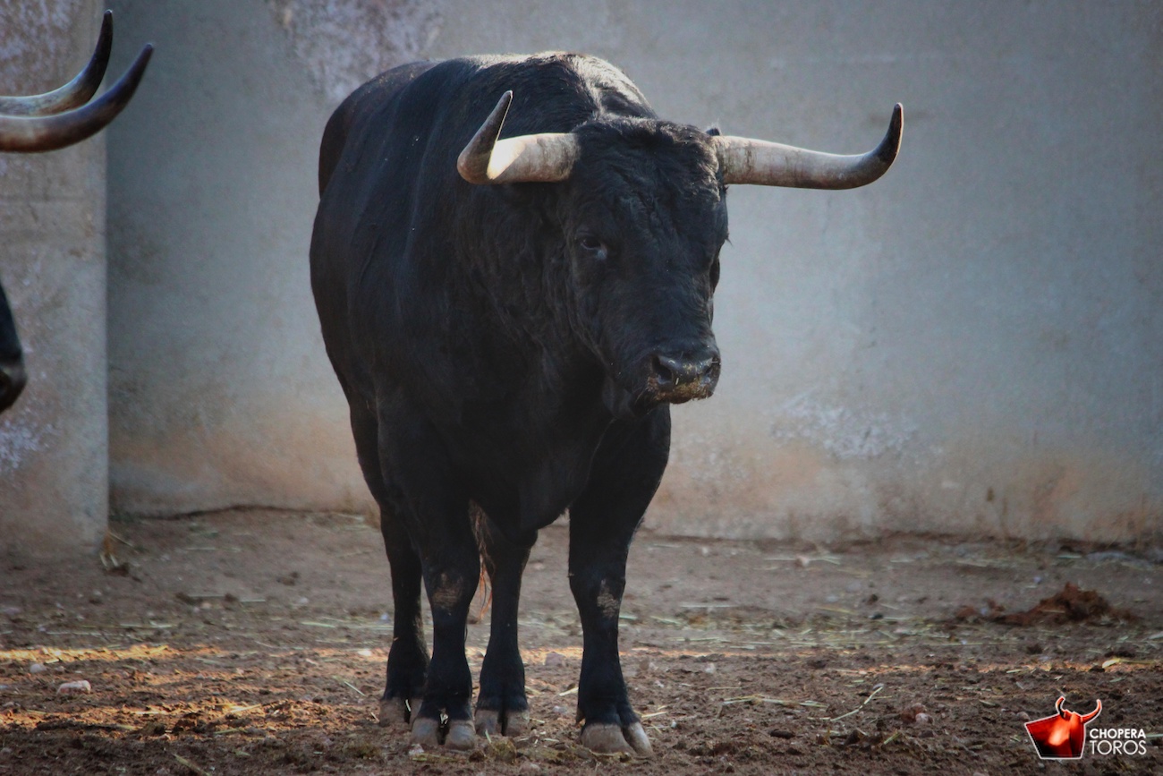 Salamanca, viernes 15 de septiembre de 2017. Toros de Montalvo para Enrique Ponce, Miguel Ángel Perera y Ginés Marín.