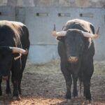 Salamanca, viernes 15 de septiembre de 2017. Toros de Montalvo para Enrique Ponce, Miguel Ángel Perera y Ginés Marín.