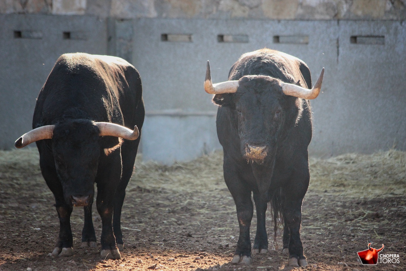 Salamanca, viernes 15 de septiembre de 2017. Toros de Montalvo para Enrique Ponce, Miguel Ángel Perera y Ginés Marín.