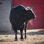 Salamanca, viernes 15 de septiembre de 2017. Toros de Montalvo para Enrique Ponce, Miguel Ángel Perera y Ginés Marín.