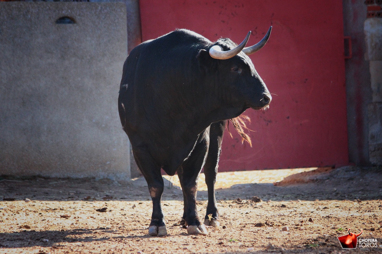 Salamanca, viernes 15 de septiembre de 2017. Toros de Montalvo para Enrique Ponce, Miguel Ángel Perera y Ginés Marín.