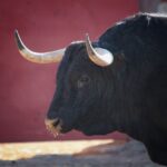 Salamanca, viernes 15 de septiembre de 2017. Toros de Montalvo para Enrique Ponce, Miguel Ángel Perera y Ginés Marín.