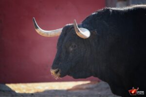 Salamanca, viernes 15 de septiembre de 2017. Toros de Montalvo para Enrique Ponce, Miguel Ángel Perera y Ginés Marín.