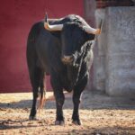 Salamanca, viernes 15 de septiembre de 2017. Toros de Montalvo para Enrique Ponce, Miguel Ángel Perera y Ginés Marín.