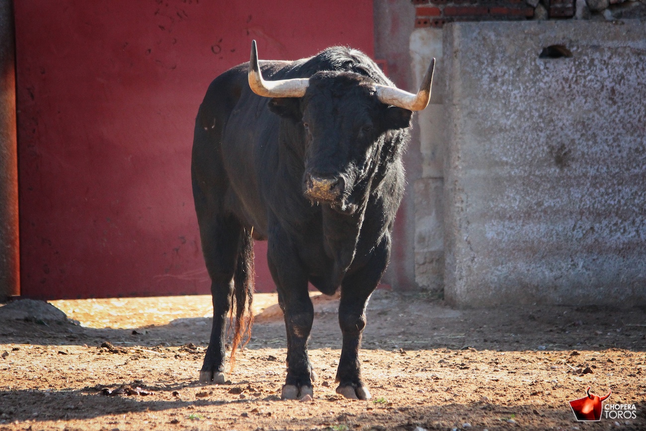 Salamanca, viernes 15 de septiembre de 2017. Toros de Montalvo para Enrique Ponce, Miguel Ángel Perera y Ginés Marín.
