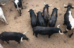 Toros de Baltasar Ibán en San Martín de Valdeiglesias