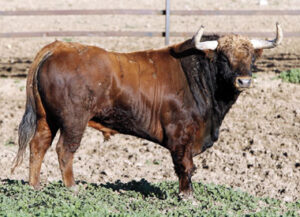 Toro de Fuente Ymbro reseñado para la Vendimia de Nimes.