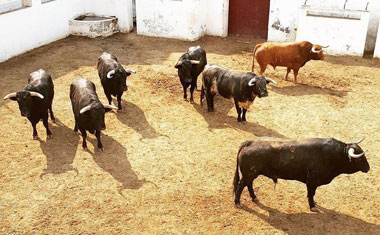 Sorteados los de García Jiménez para hoy en Valladolid