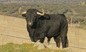 Uno de los toros de Puerto de San Lorenzo reseñados para Salamanca.