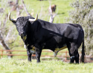 28-Lesionado, negro bragado poco salpicado, de Juan Pedro Domecq.
