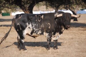 Toros de Murteira Grave para Úbeda. Sábado, 30 de septiembre de 2017