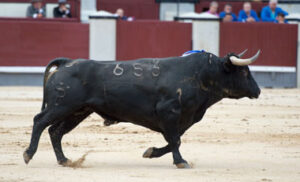 "Asustado", de Palha, en el ruedo de Las Ventas.